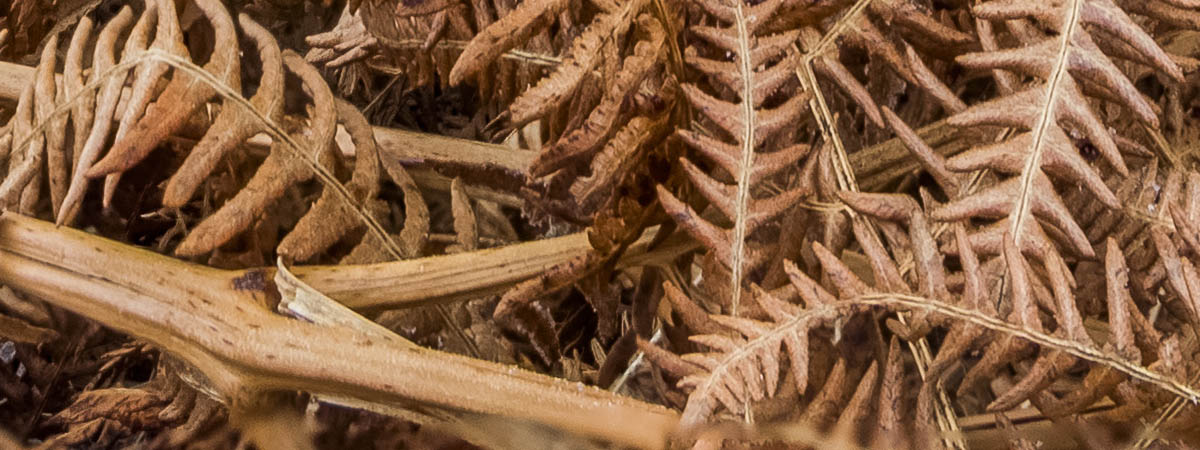 brown ferns of Richmond Park, London
