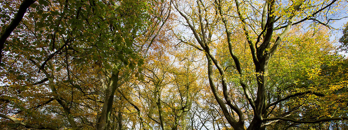 beautiful trees in Hampstead heath, London