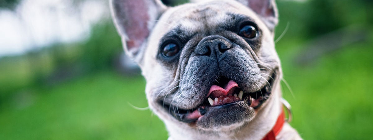 cute dog smiling 