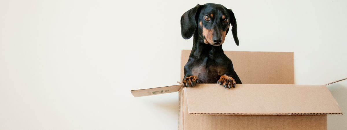 A sausage dog is peeping out of a moving box